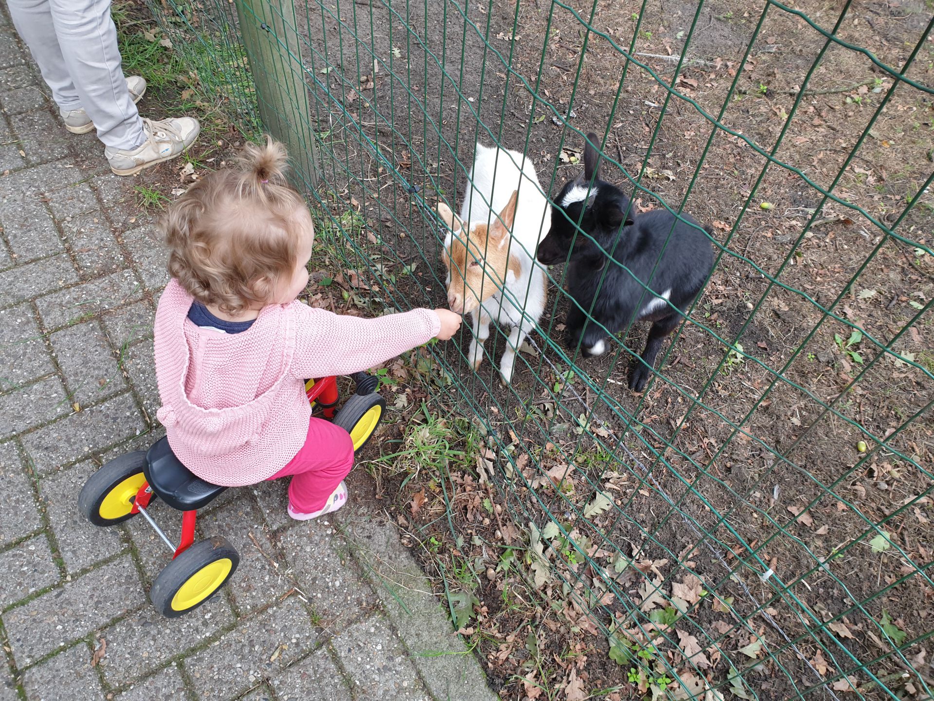 Nieuwe geitjes in dierenweitje Delden trekken veel bekijks