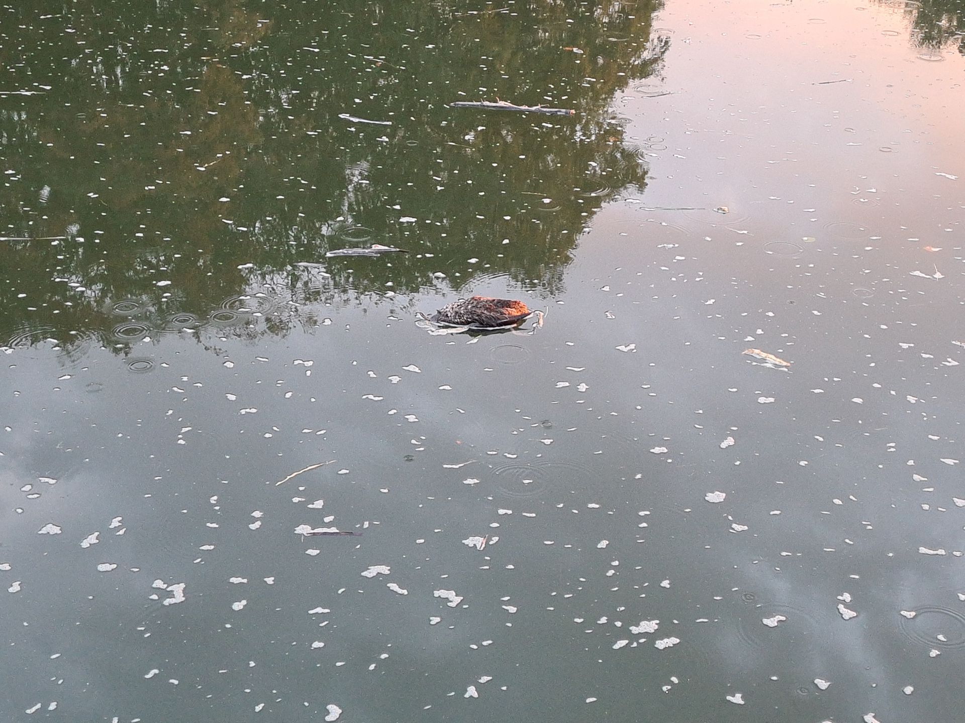 Opnieuw veel dode eenden in Twentekanaal bij Delden