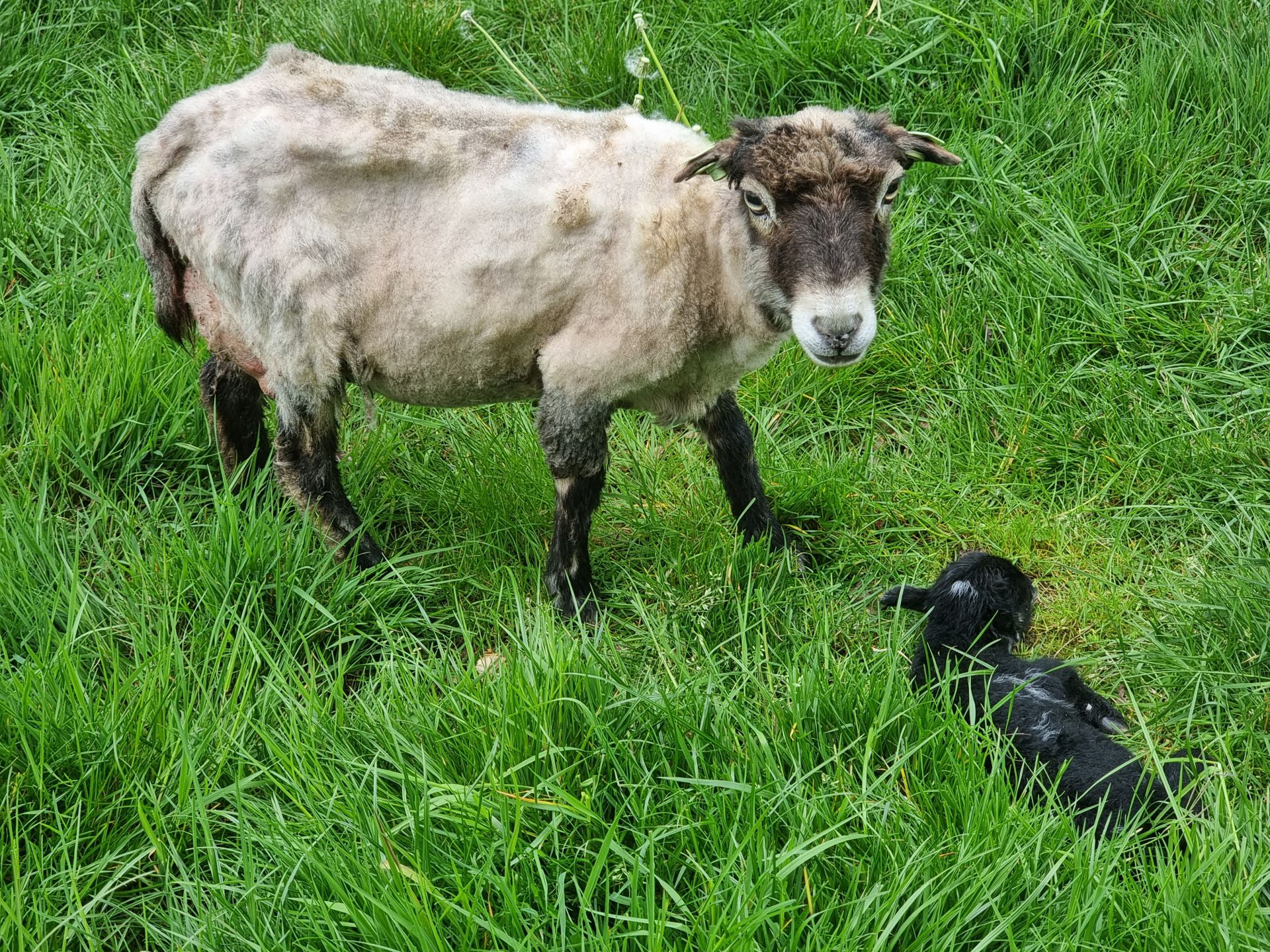 Verrassing in dierenweitje Delden &ndash; Voorbijgangers getuige geboorte lammetje