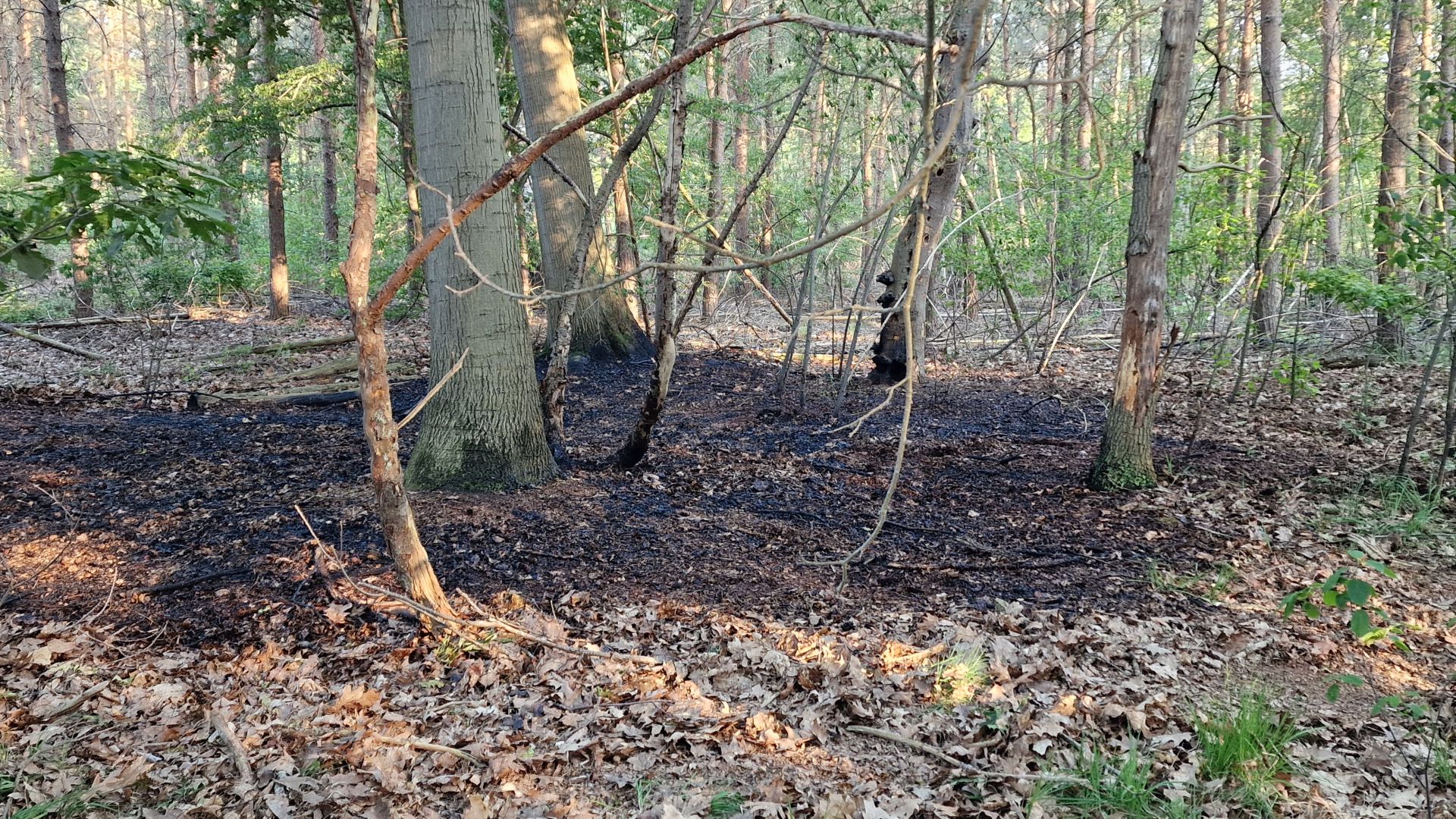 Brand in bos achter Kolb Delden vermoedelijk aangestoken