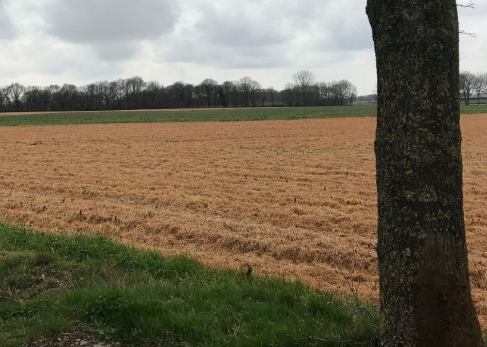 Hof van Twente gaat onkruidbestrijder glyfosaat zelf niet verbieden