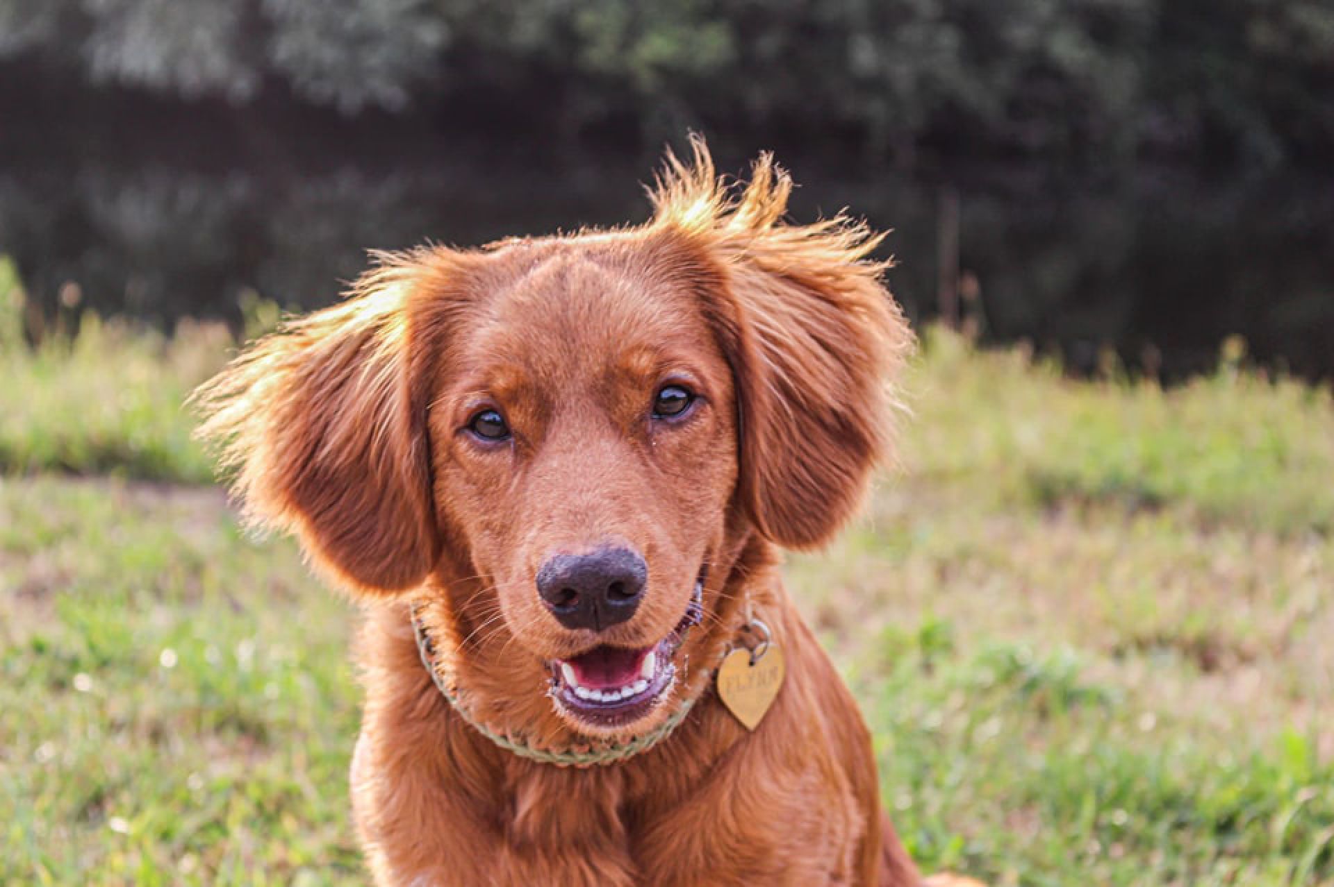 UPDATE: Hondje Flynn na bange nacht in goede gezondheid aangetroffen