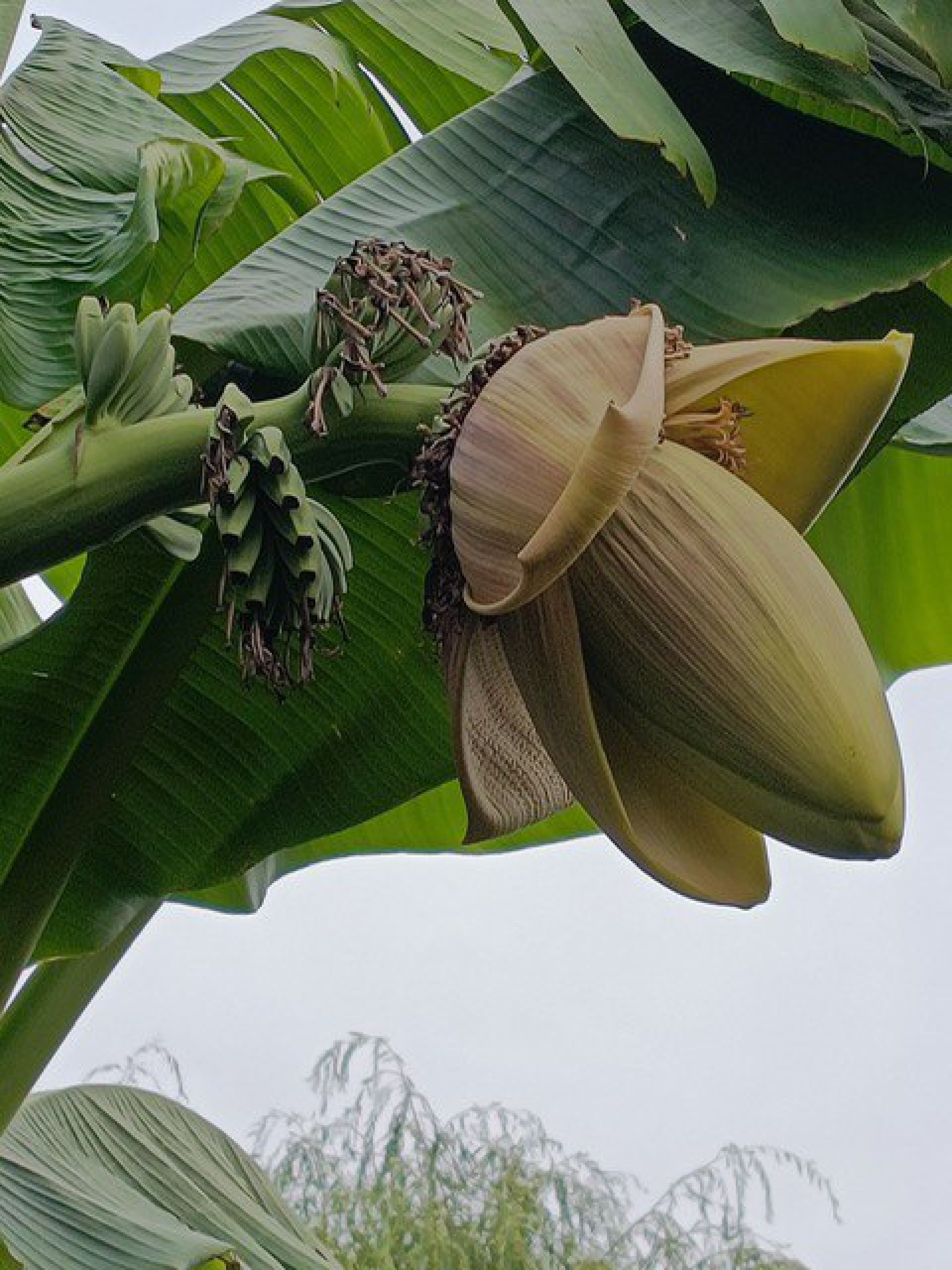 Eerste Deldense bananen groeien aan Peperkampweg