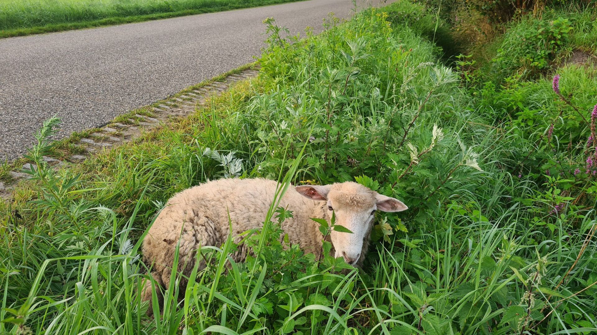 Politie op zoek naar persoon die zwaargewond schaap heeft gedumpt in Ambt Delden
