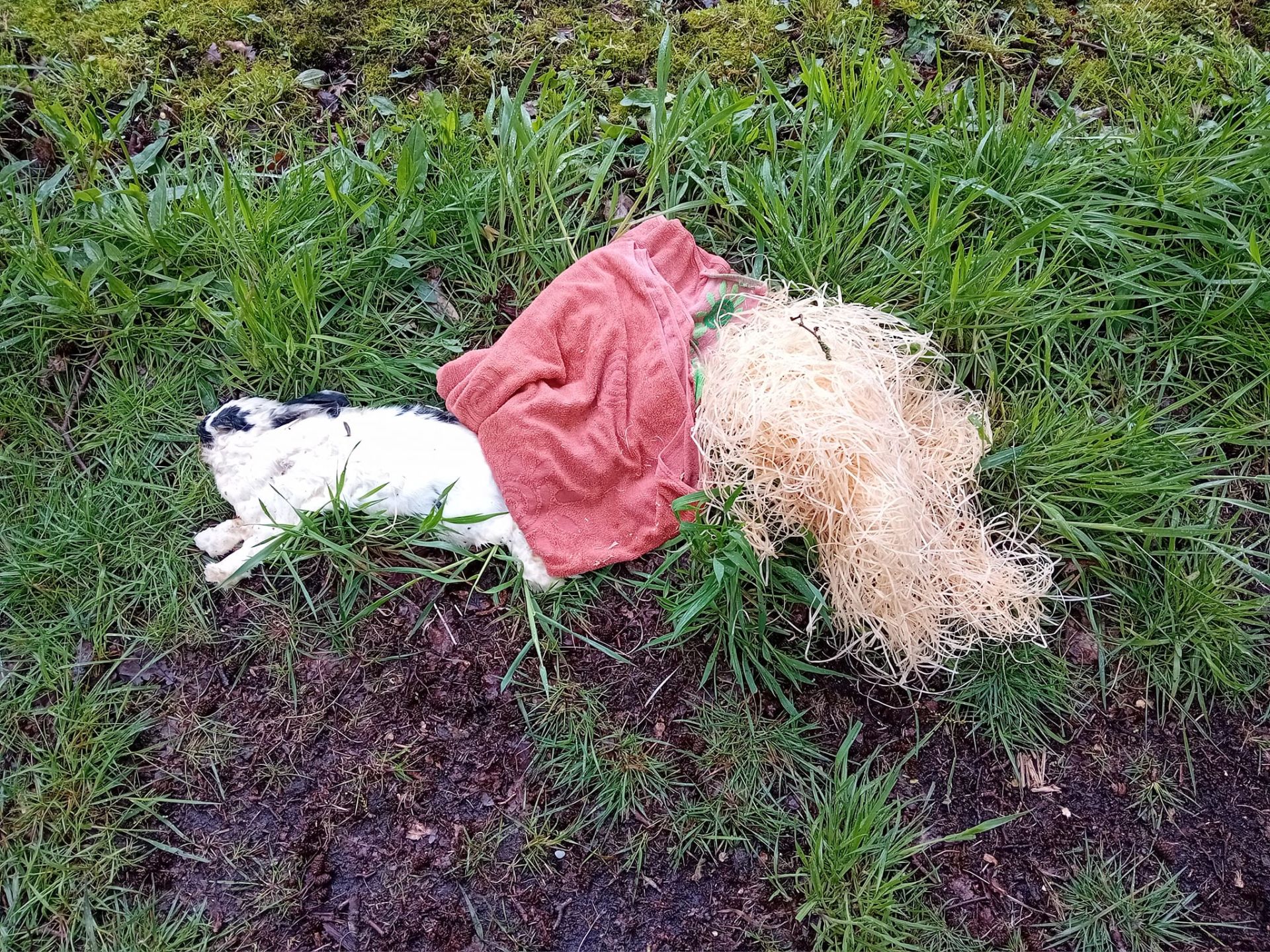 Dood konijntje gedumpt aan Bernhardstraat Delden: 'Verdient een waardig einde'