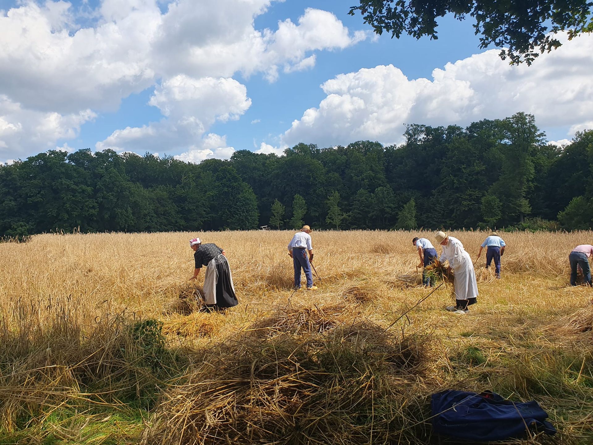 Oogstdagen bij Museumboerderij Wendezoele van 25 t/m 27 juli