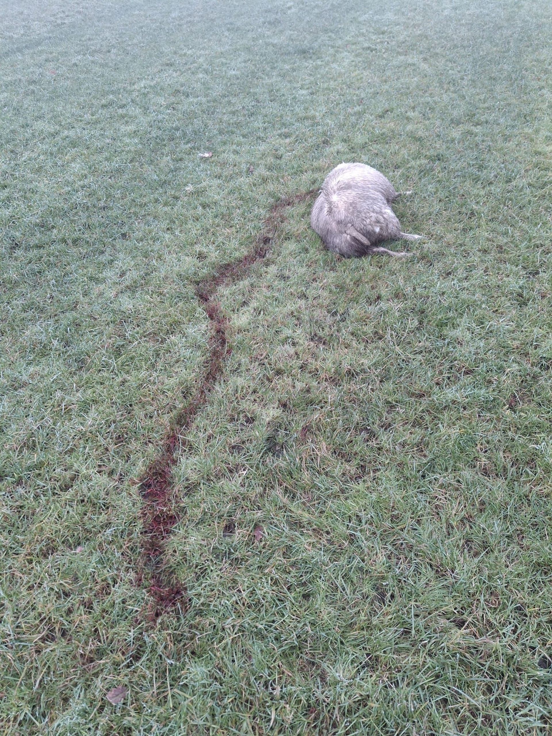 Wolf slaat toe aan Rijssenseweg in Ambt Delden