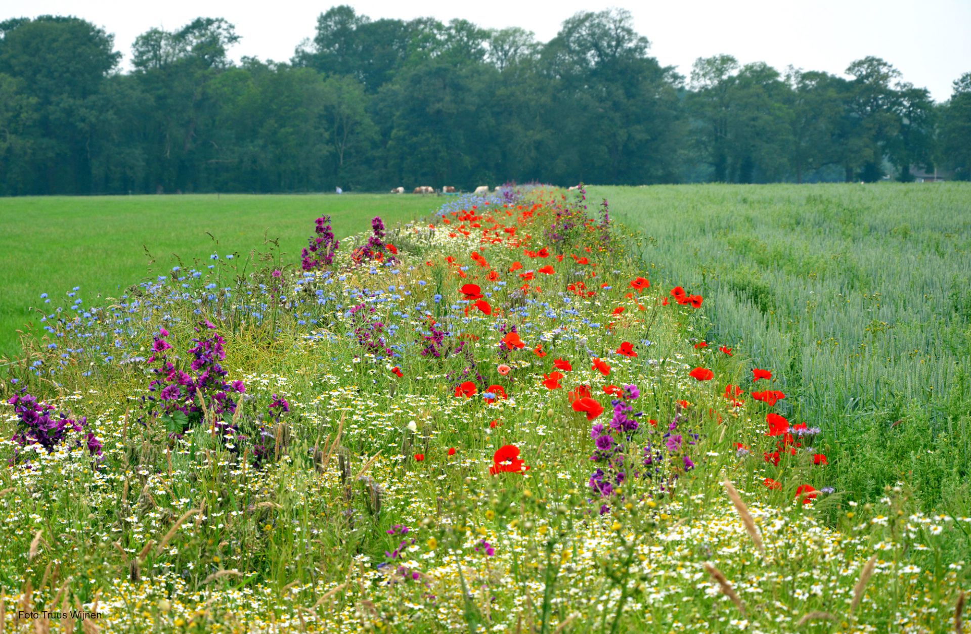 Primeur voor Hof van Twente: biodiversiteit meten met een app