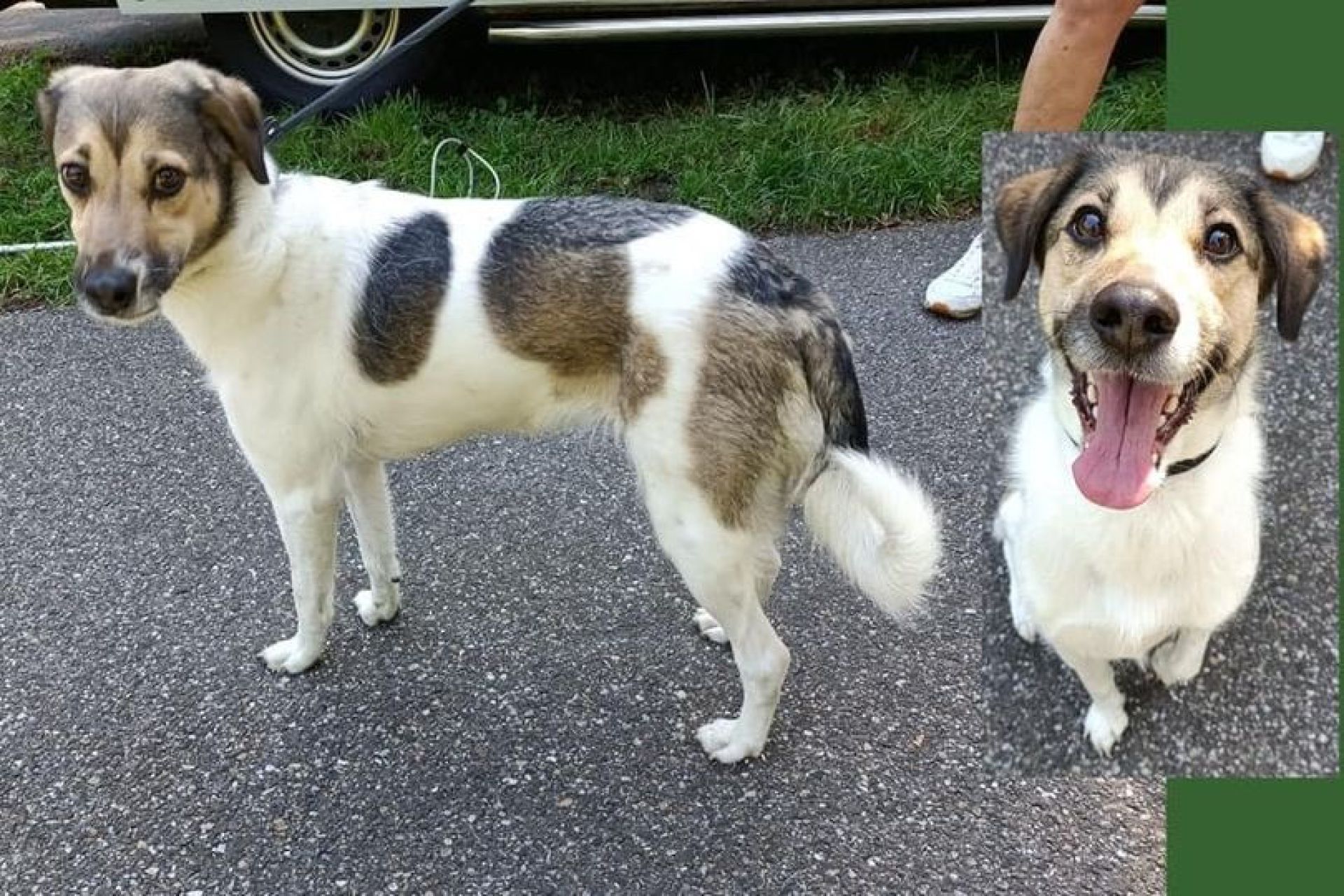 Na dagen speuren nog geen spoor van baasje gevonden hond in Delden
