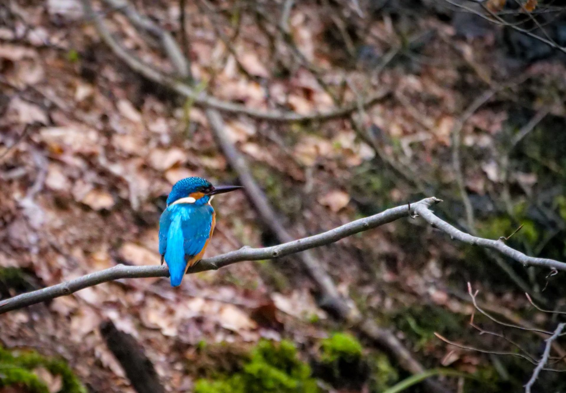Nieuwe activiteit op Twickel: Wandel mee met de boswachter door het Twickel landschap