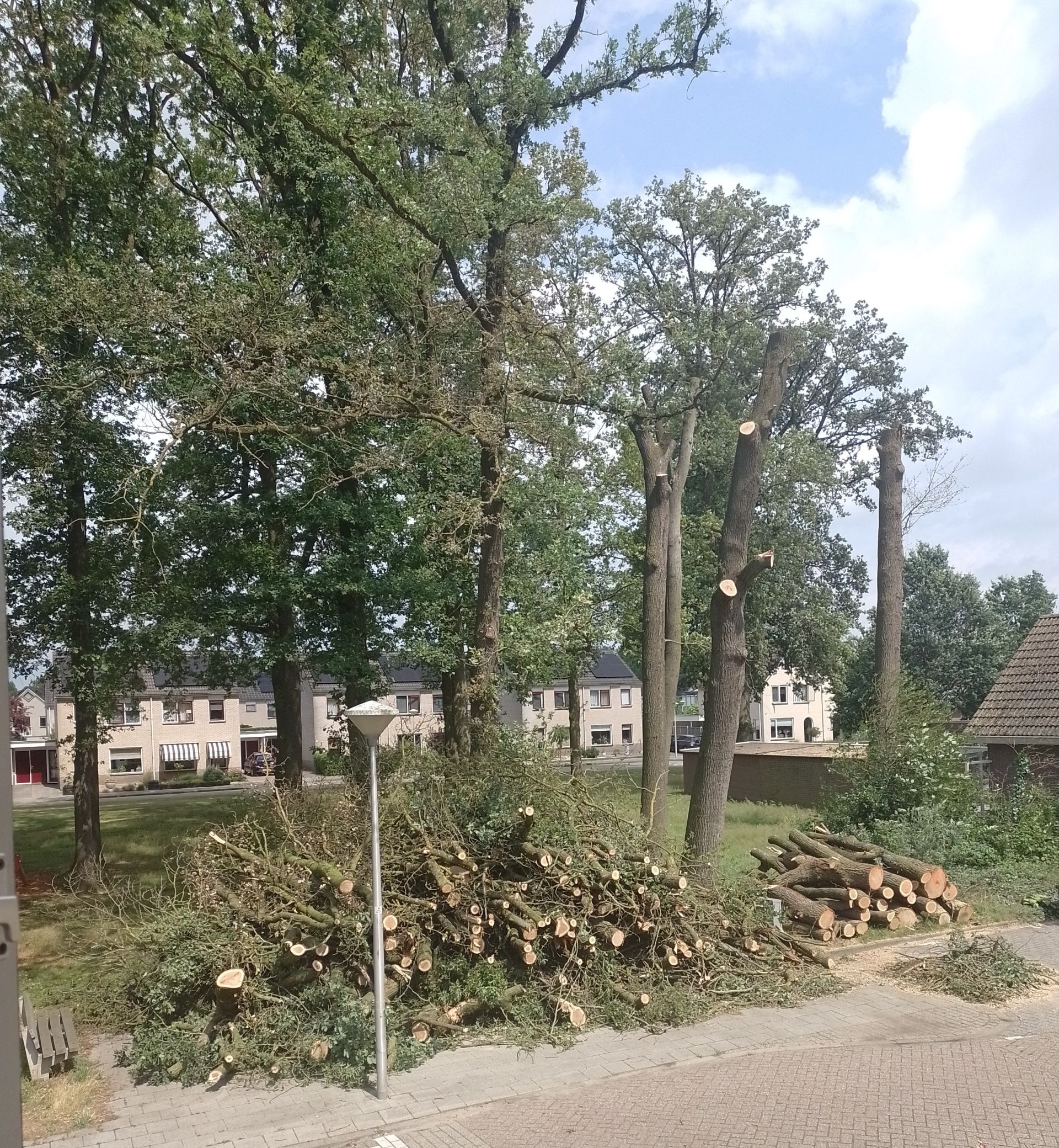 Vergiftigde bomen Fluitekruid rigoureus gesnoeid &ndash; Stammen blijven staan