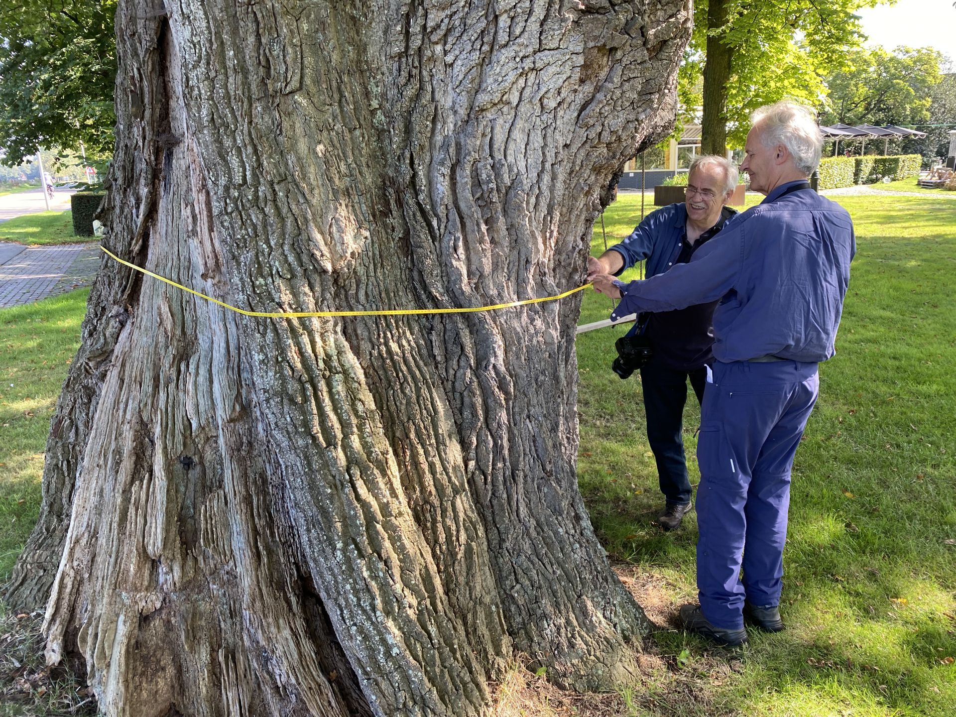 Dikke eik aan Brinkweg Delden in select gezelschap: &lsquo;Ruim 6 meter omtrek&rsquo;