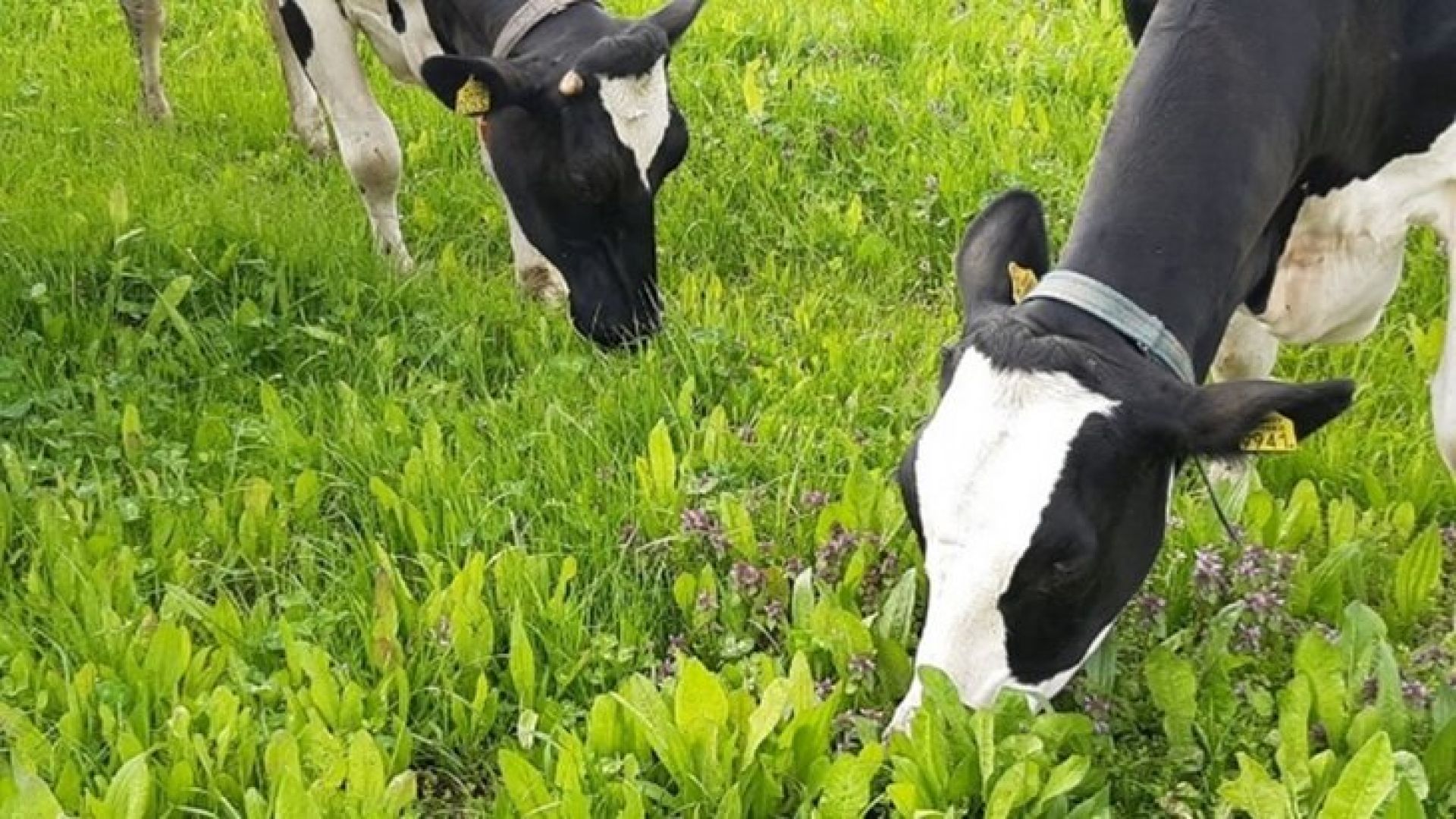 Succesvolle regeling kruidenrijk grasland weer geopend