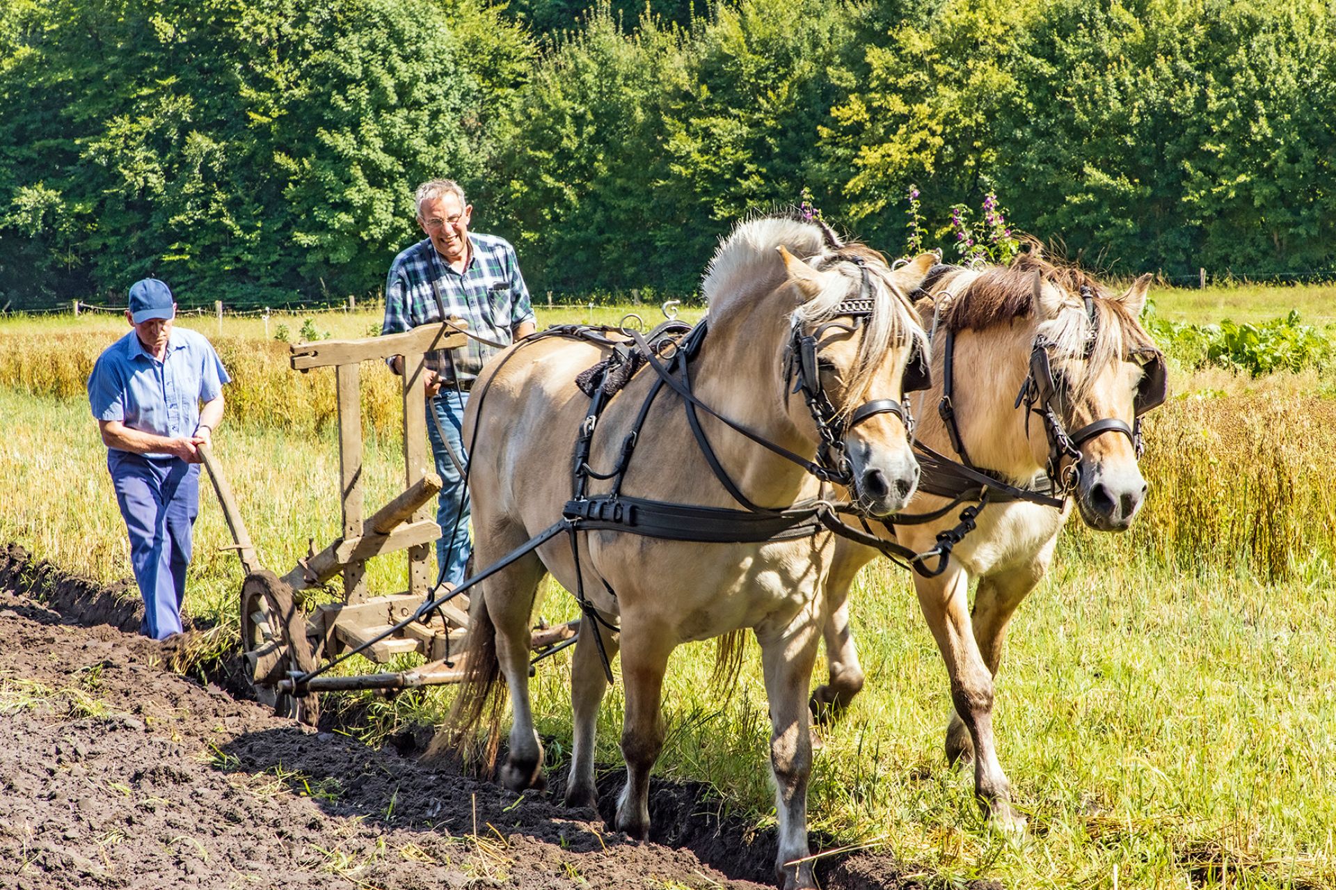 Zomerhoning slingeren en akkers bewerken bij de Wendezoele