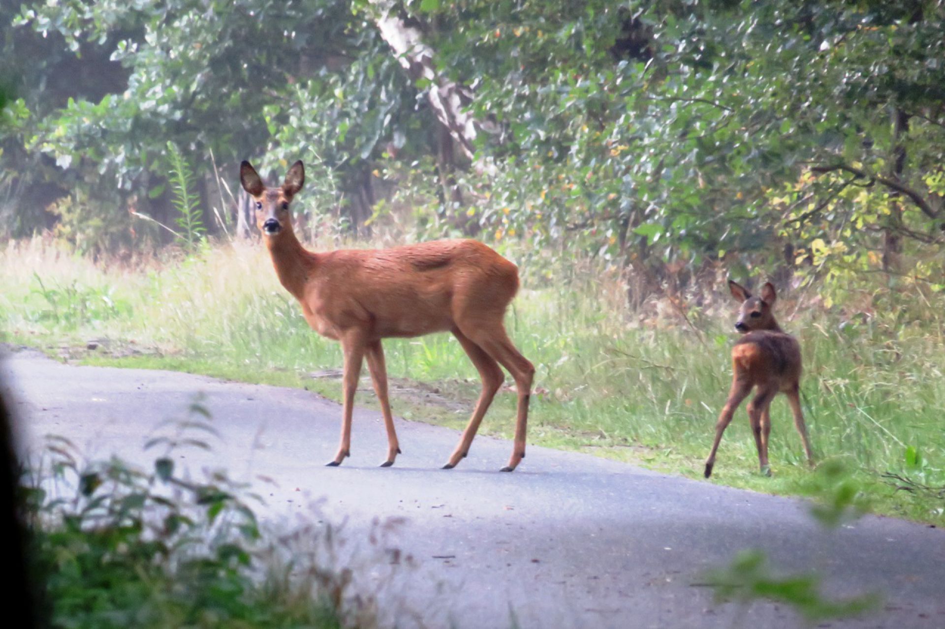 Jong reewild op komst: Strengere controle op loslopende honden op Twickel