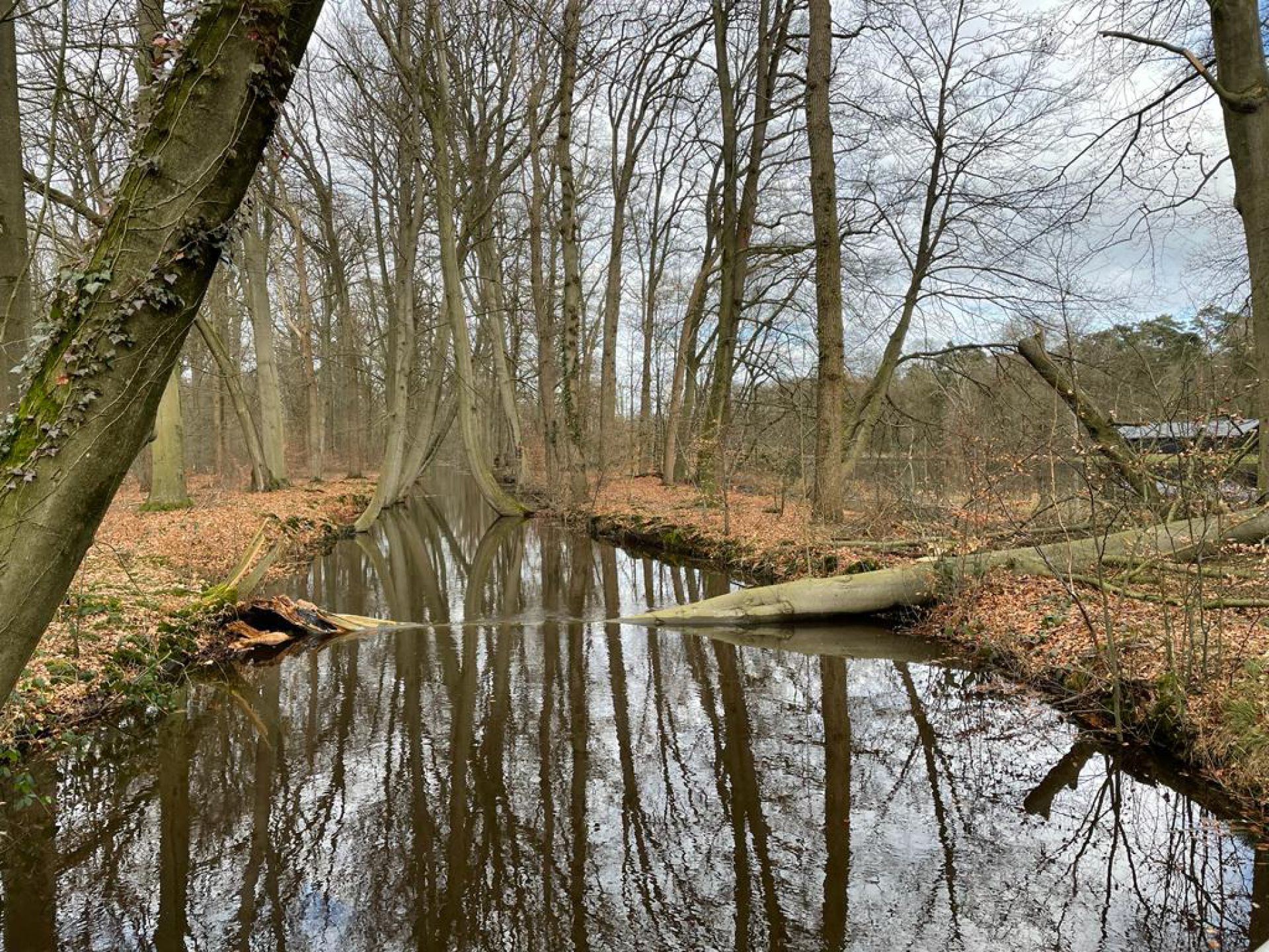 Zeker honderd bomen op Twickel geveld door de verschillende stormen