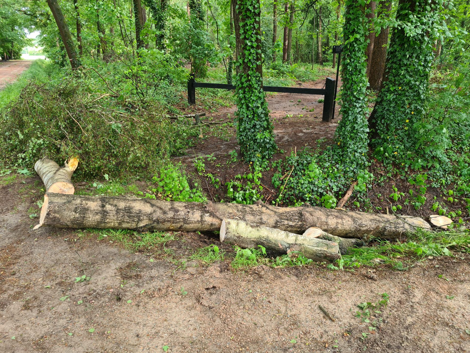 Stormschade op verschillende plekken &ndash; Boom valt op auto aan Villapark