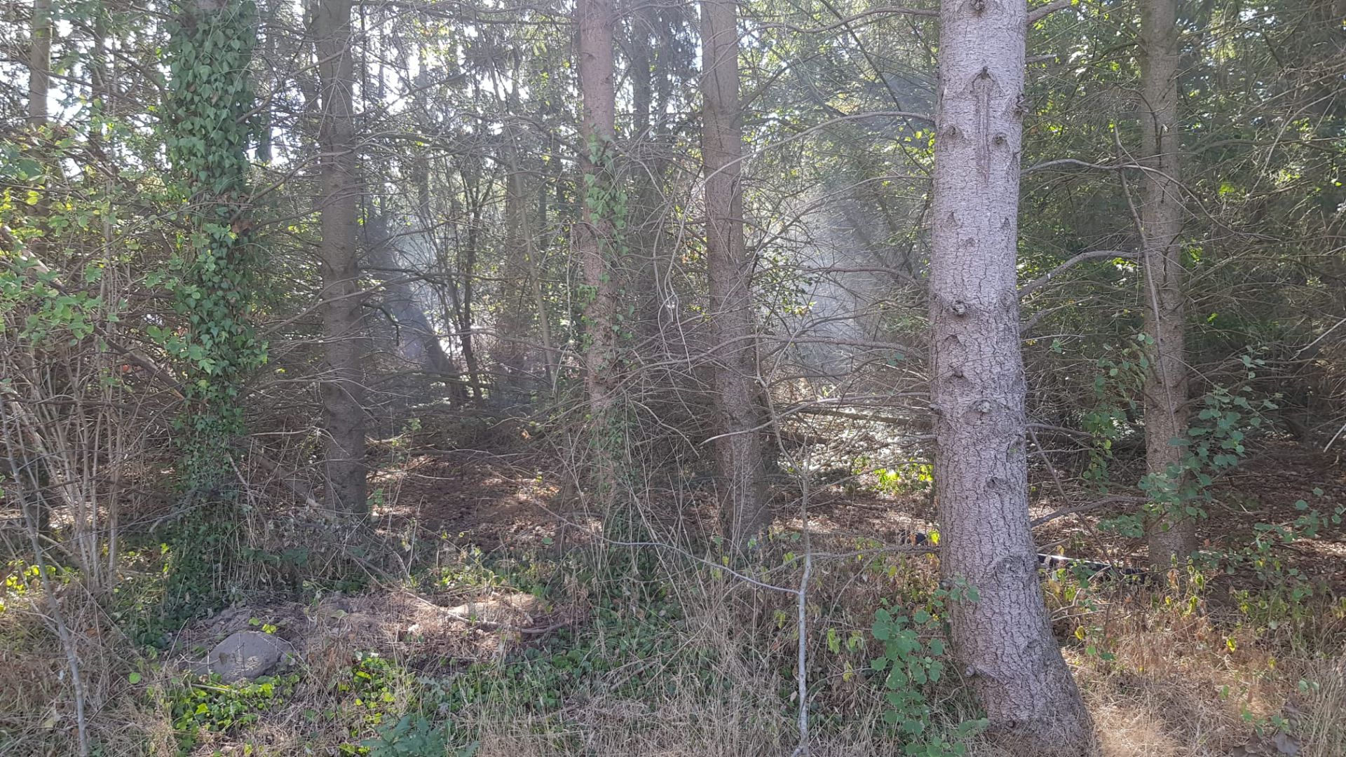 Stukje bos Torendijk Ambt Delden vat vlam &ndash; Brandweer voorkomt erger