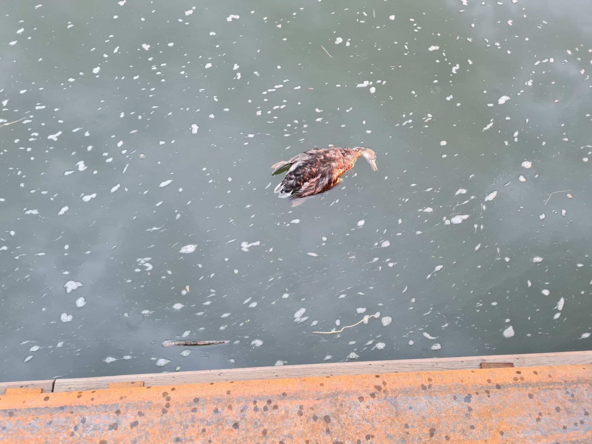 Zeker tien dode eenden in Twentekanaal langs Delden