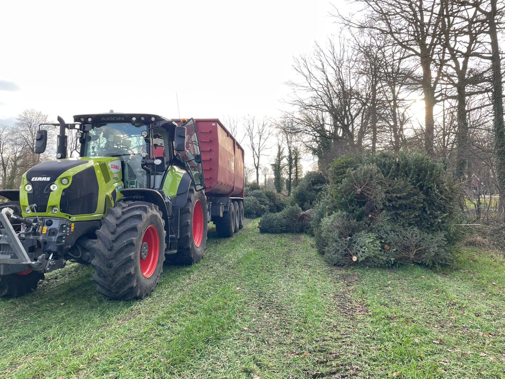 Weer vele honderden Deldense kerstbomen afgevoerd: 'Aantal van 2022 overtroffen'