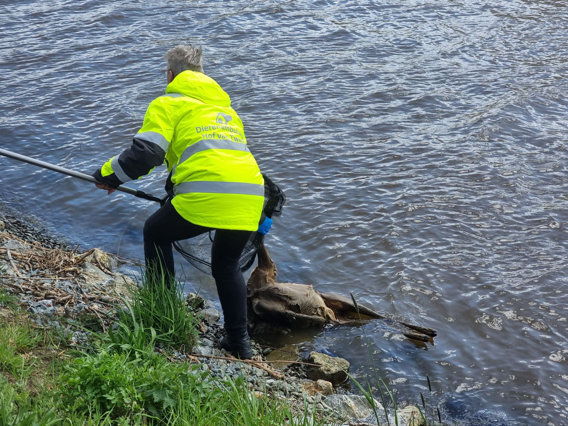 Redding dierenambulance komt te laat voor ree in Twentekanaal bij Delden
