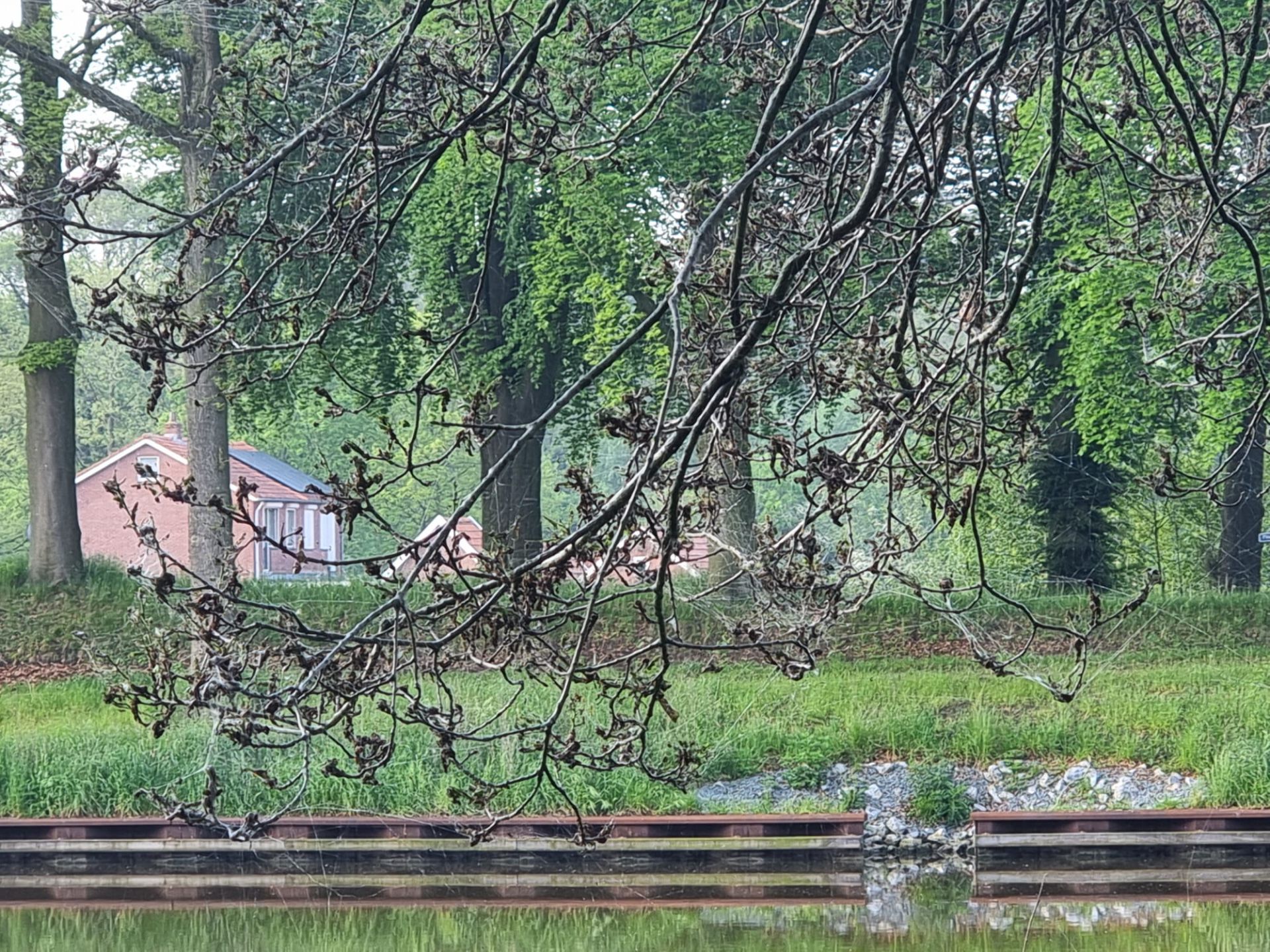 Rupsen Groene eikenbladroller teisteren bomen langs Twentekanaal Delden
