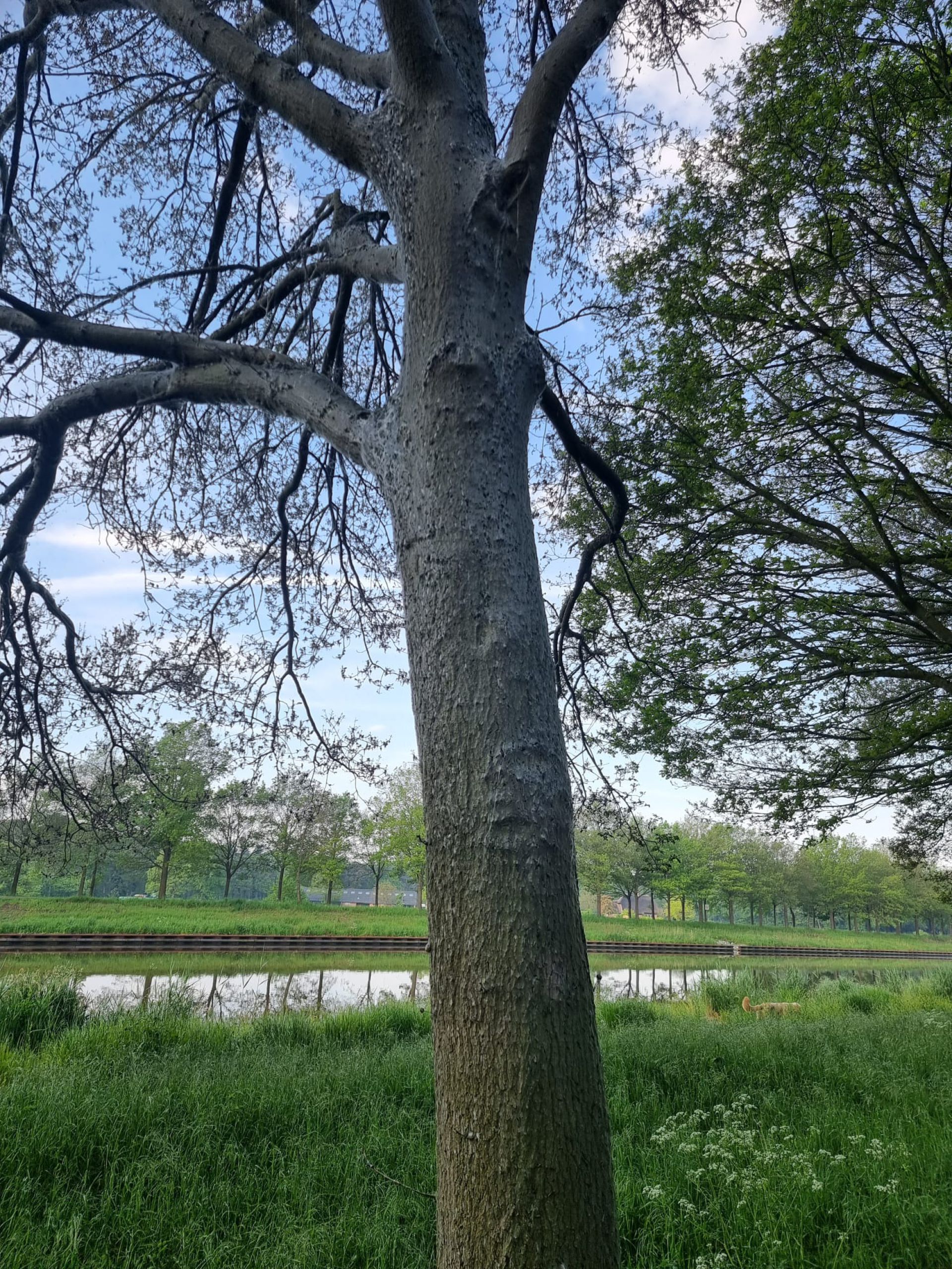 Rupsen Groene eikenbladroller teisteren bomen langs Twentekanaal Delden