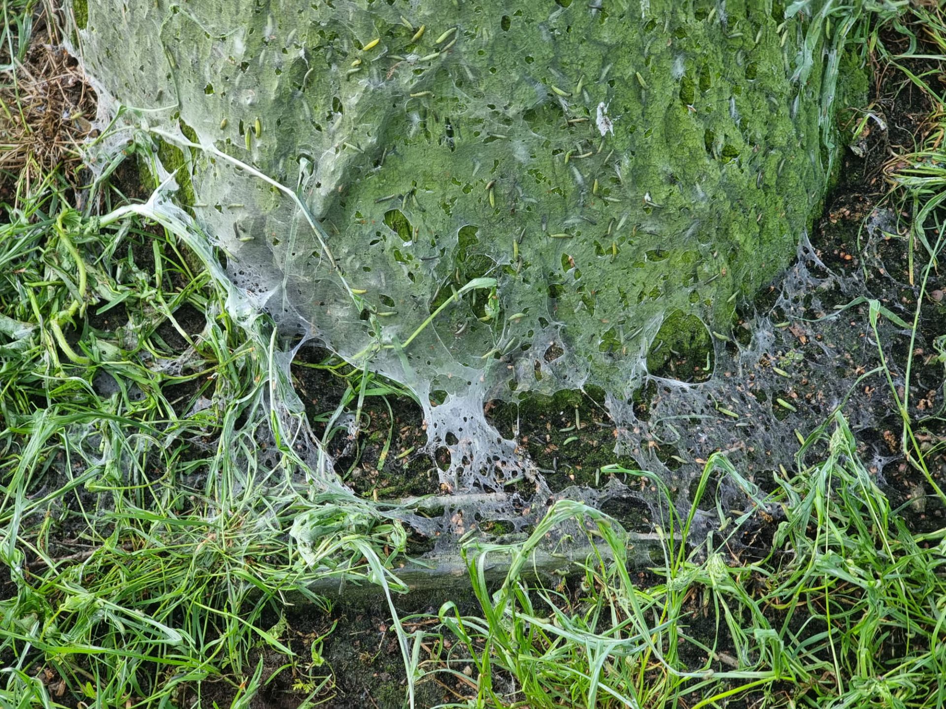 Rupsen Groene eikenbladroller teisteren bomen langs Twentekanaal Delden