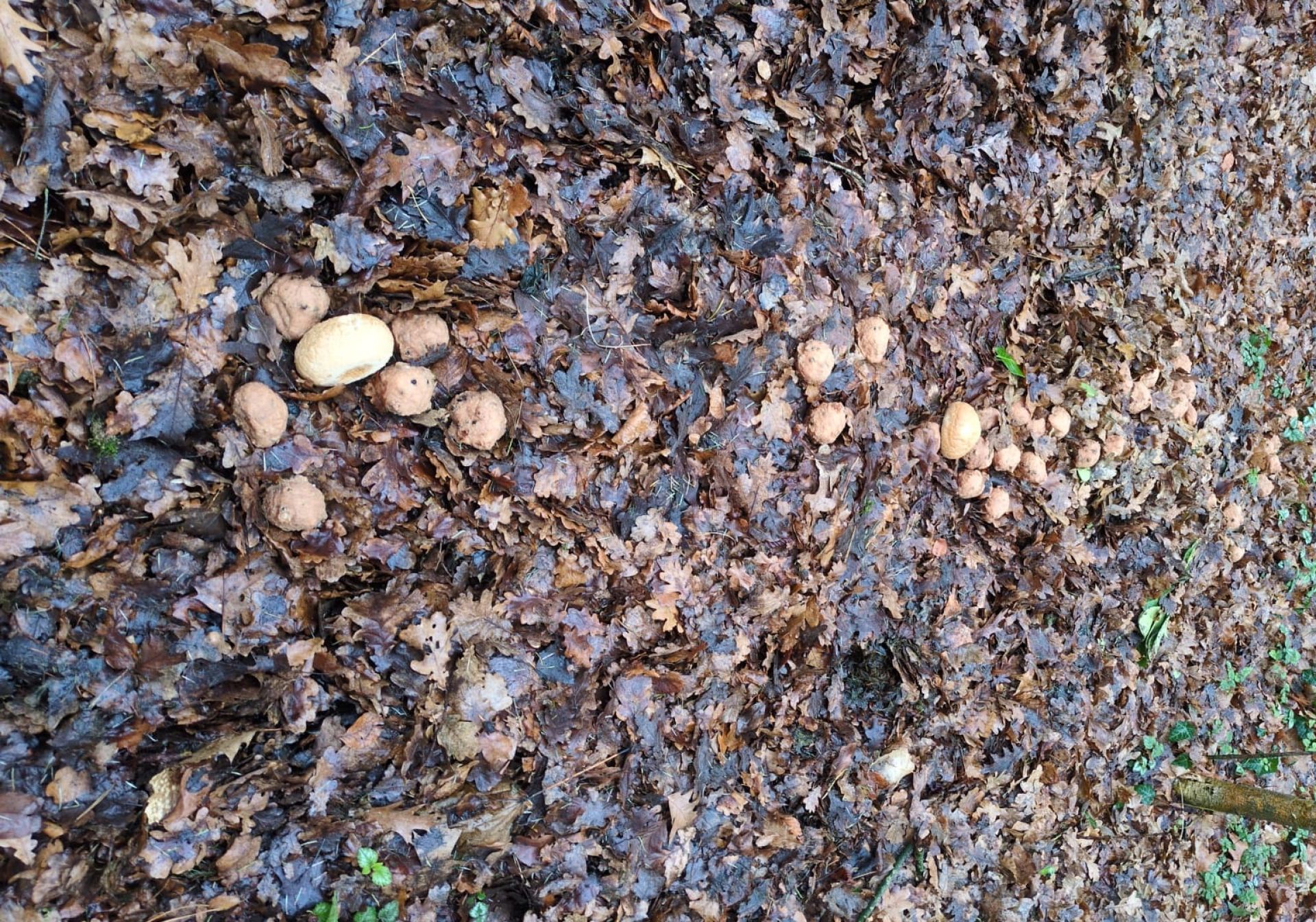 Oliebollenmysterie in bos net buiten Delden