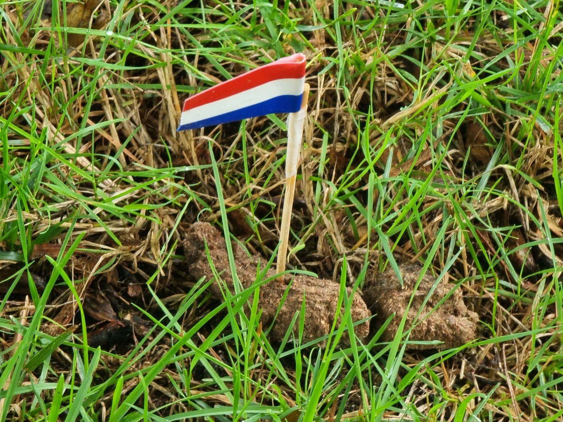 Vlaggetjes in strijd tegen hondenpoep in Delden