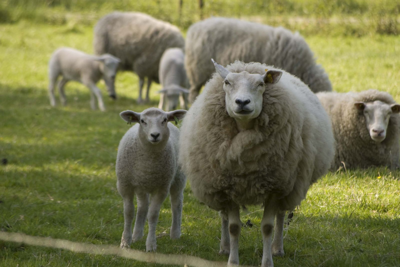 Schapendrijfwedstrijd op Twickel bij Delden