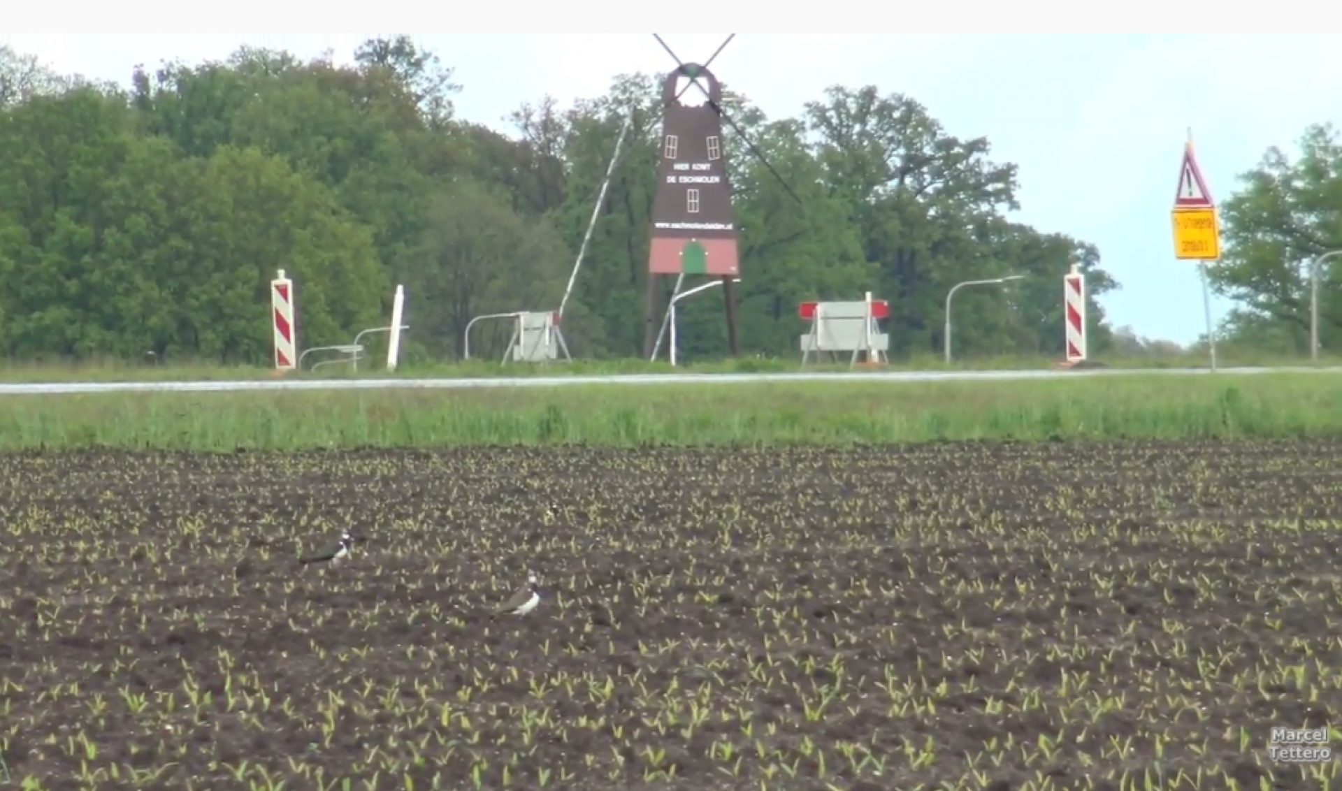 Video: Kieviten gedijen in de oksel van verkeerswegen bij Delden