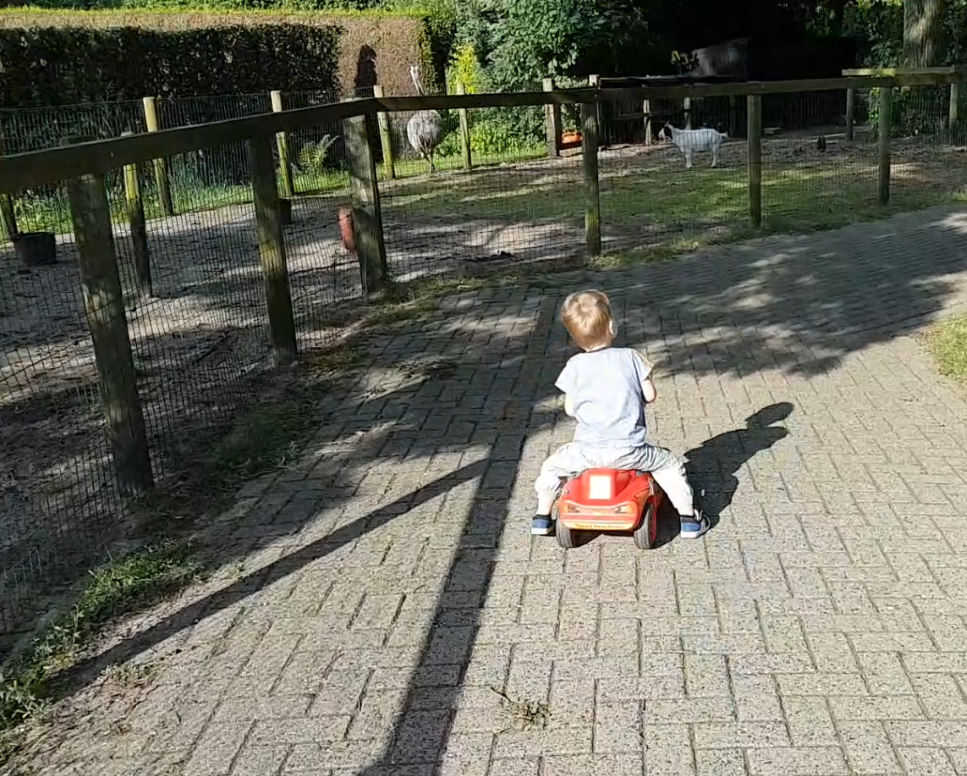 Ook laatste Deldense Nandoe dierenweitje Sleutelbloem overleden