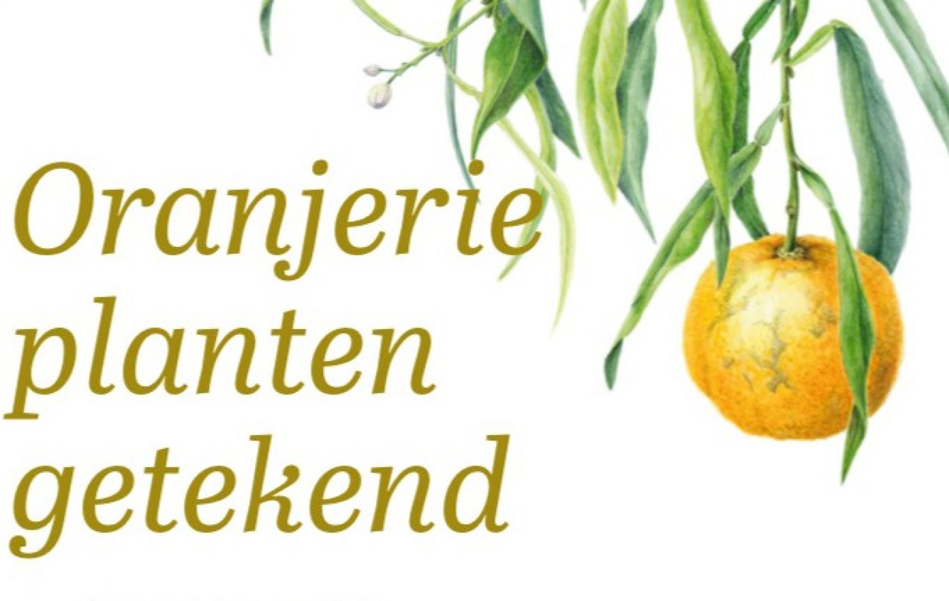 28 botanisch tekenaars exposeren oranjerieplanten bij Twickel