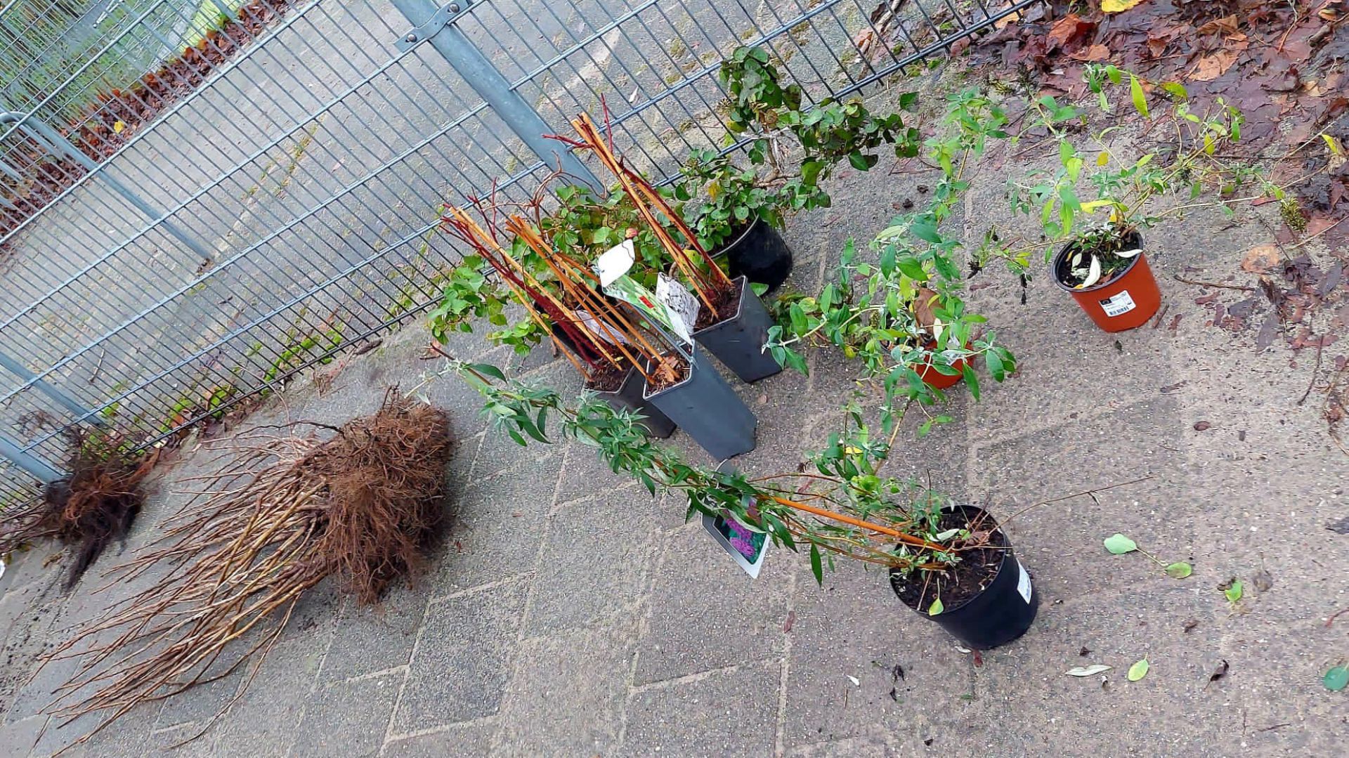 Erve Hooyerinck en Magenta kunnen schoolpleinen verder vergroenen met fruitbomen
