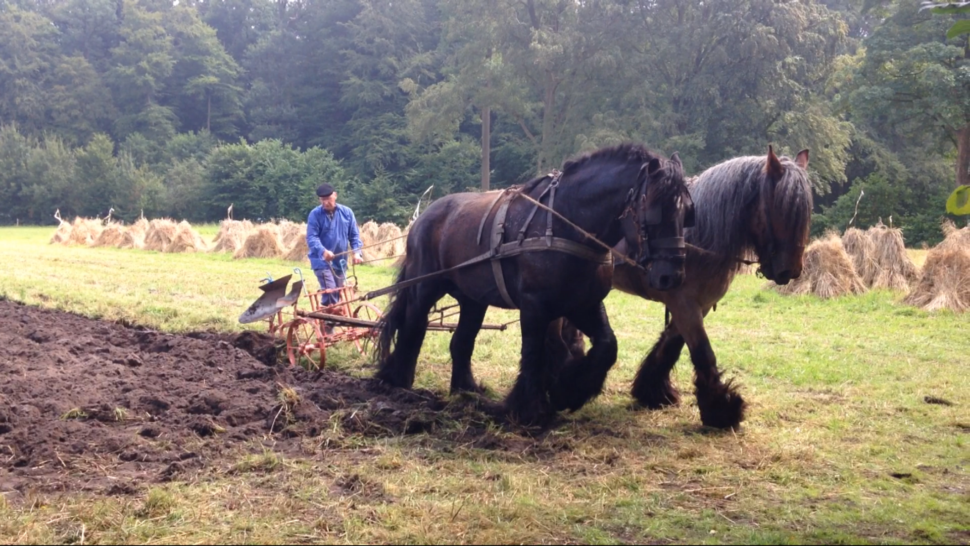 Akkers bewerken met paard en ploeg bij Museumboerderij Wendezoele 