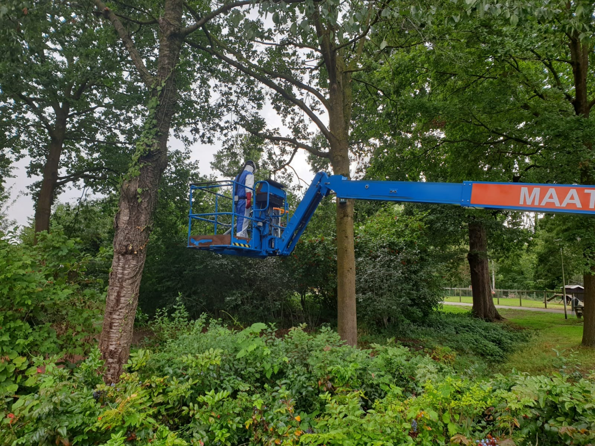 Preventieve bestrijding eikenprocessierups in Delden binnenkort van start