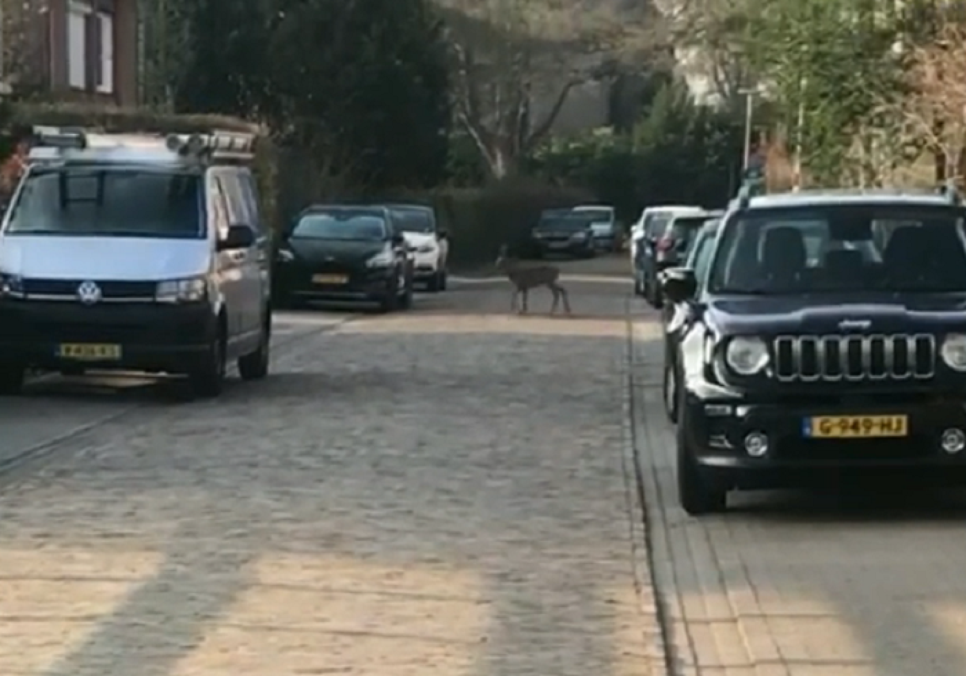 Video: Reebok aan de wandel in centrum van Delden