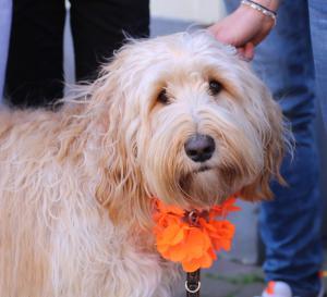 Koningsdag Delden 2022