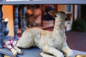 Twentse Brocante Fair Delden 2022