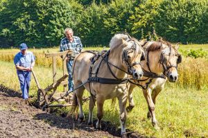 Zomerhoning slingeren en akkers bewerken bij de Wendezoele