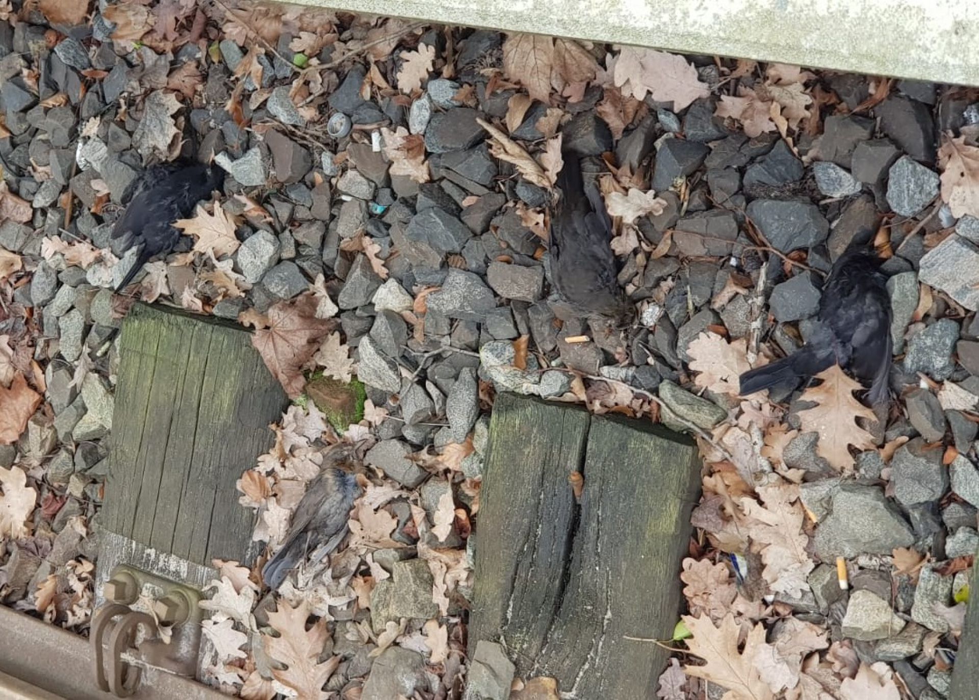 Opvallend veel dode vogels op spoor bij treinstation Delden &ndash; Vogelgriep?
