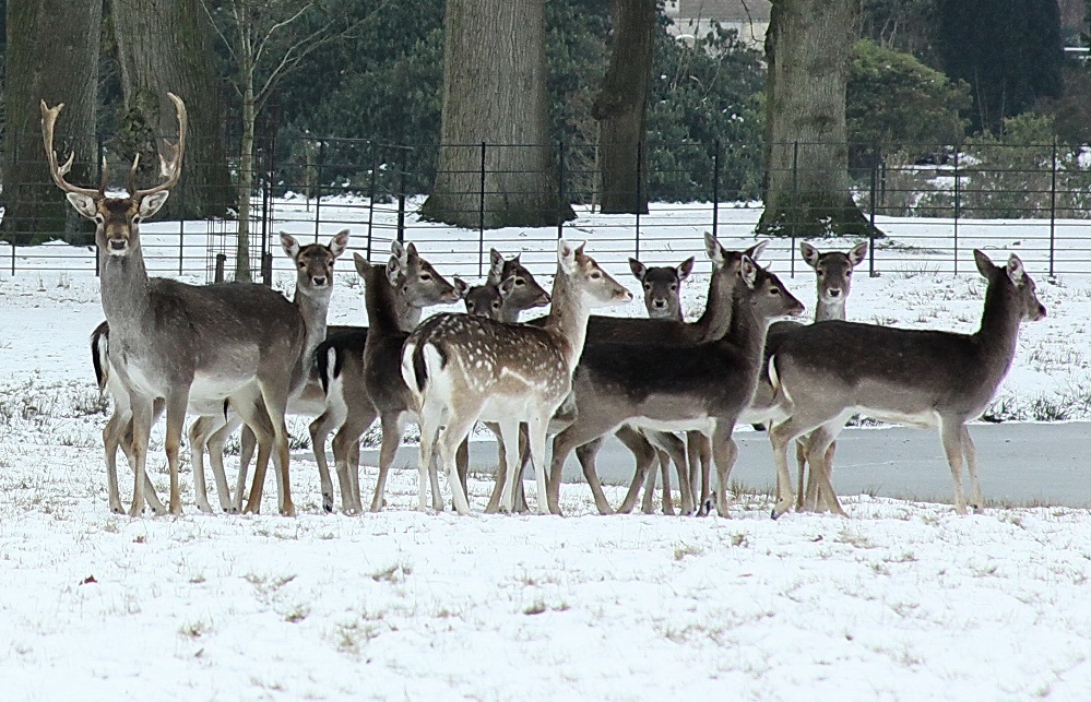 Herten op wildbaan Twickel mogen toch blijven 